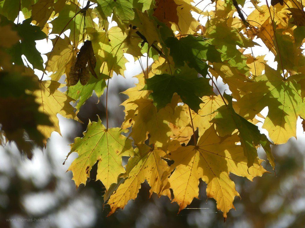 Bellenberger Herbst... - Straßenbäume