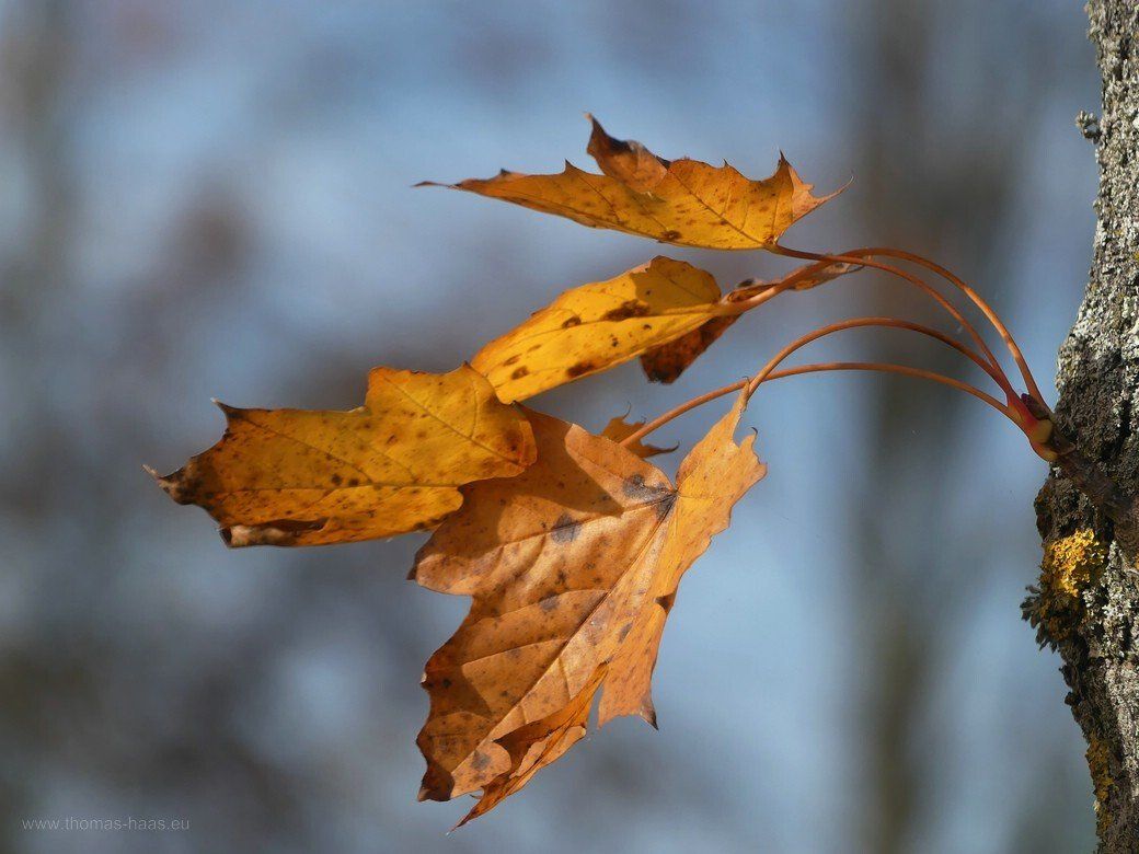 Bellenberger Herbst... - Straßenbäume Bellenberger Herbst... - Straßenbäume