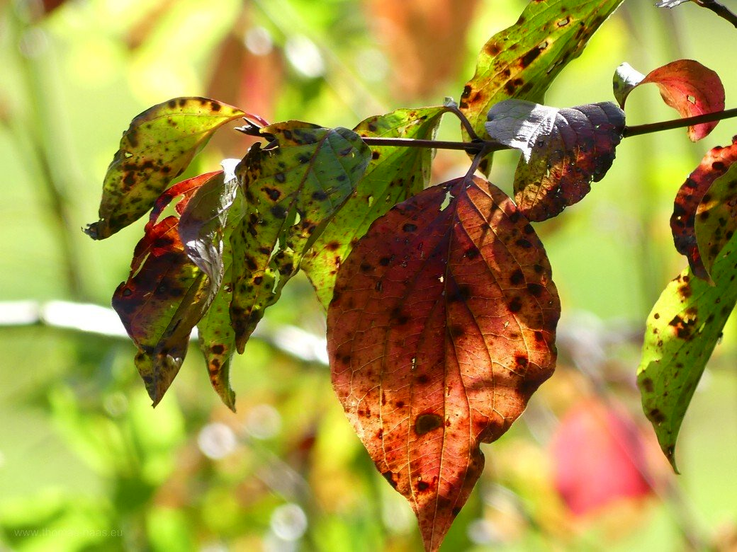 Bellenberger Herbst... - Straßenbäume Bellenberger Herbst... - Straßenbäume