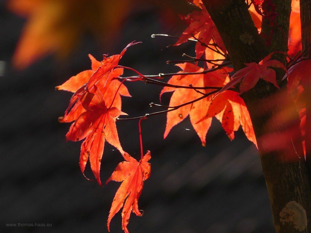 Bellenberger Herbst...