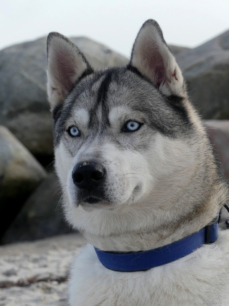 Der Husky unserer Nordlichter... Der Husky unserer Nordlichter...