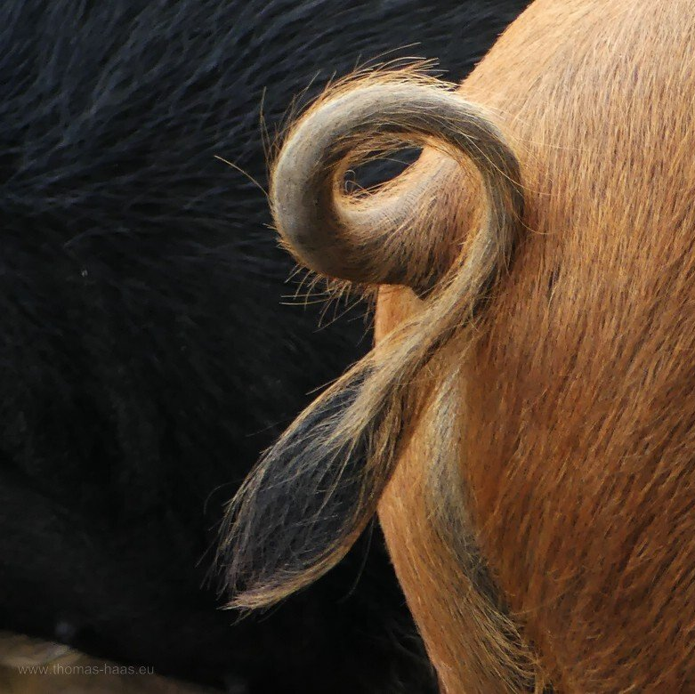 Fallobst, ein Apfel auf dem Bürgersteig, 2022 Fallobst, Apfel, 2022