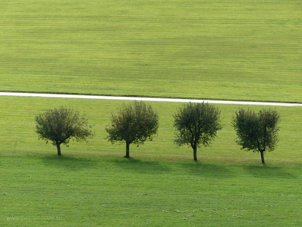 Vier Bäume, im Oktober noch grün belaubt, 2023 Landschaftsgrafik: Vier belaubte Bäume auf grüner Wiese, 2023