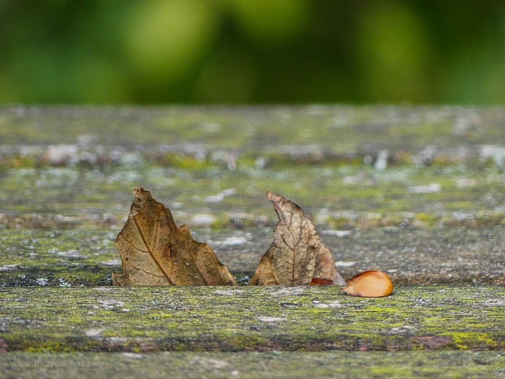 Ein gefallenes Blatt, Herbst 2023 Ein gefallenes Blatt auf einem Holztisch, der Klassiker im Herbst...