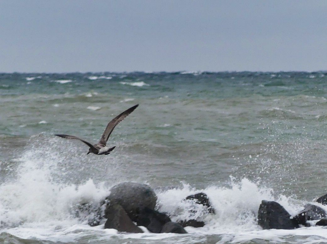 Jungmöwe über dem Wellenbrecher in Damp, 2023 Jungmöwe über dem Wellenbrecher im Ostseebad Dam, 2023