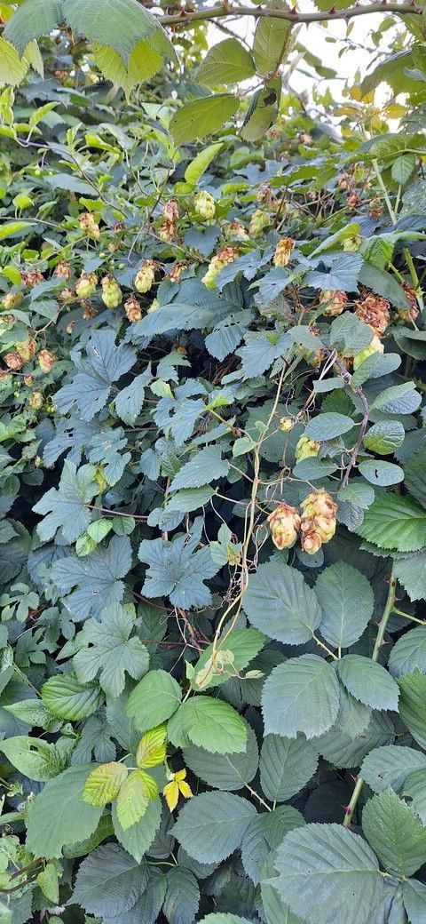 Wilder Hopfen, Hamburg, © by Anke Werner, Hamburg Wilder Hopfen, Hamburg, © by Anke Werner, Hamburg