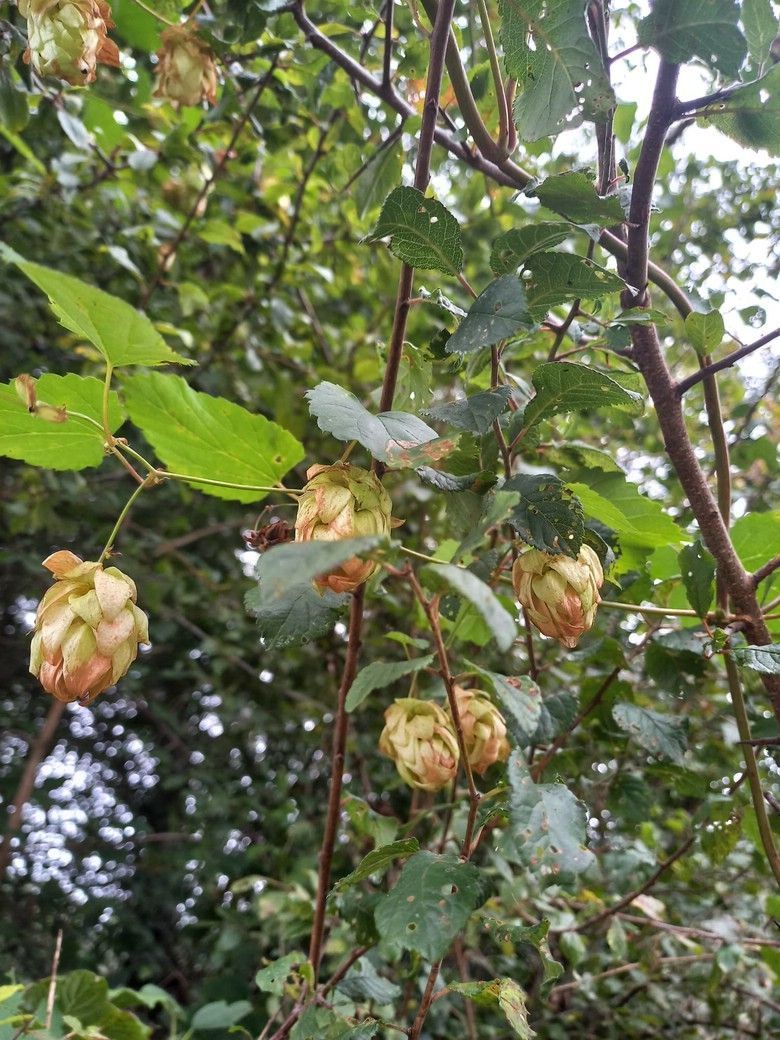 Wilder Hopfen, Frankreich, © by Siggi Musch, 2024 Wilder Hopfen, Frankreich, © by Siggi Musch, 2024