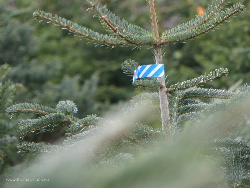 Nordmanntanne im Verkauf - Symbolbild für Weihnachten! Nordmanntanne im Verkauf - Symbolbild für Weihnachten!