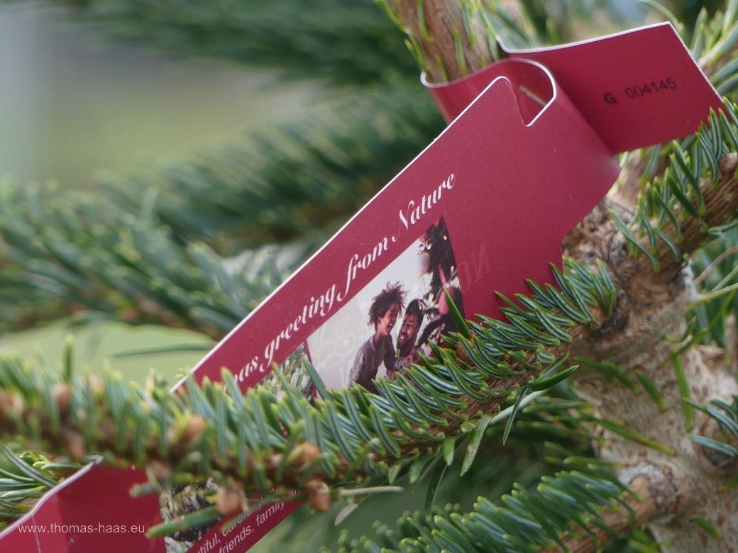 Nordmanntanne im Verkauf - Symbolbild für Weihnachten! Nordmanntanne im Verkauf - Symbolbild für Weihnachten!