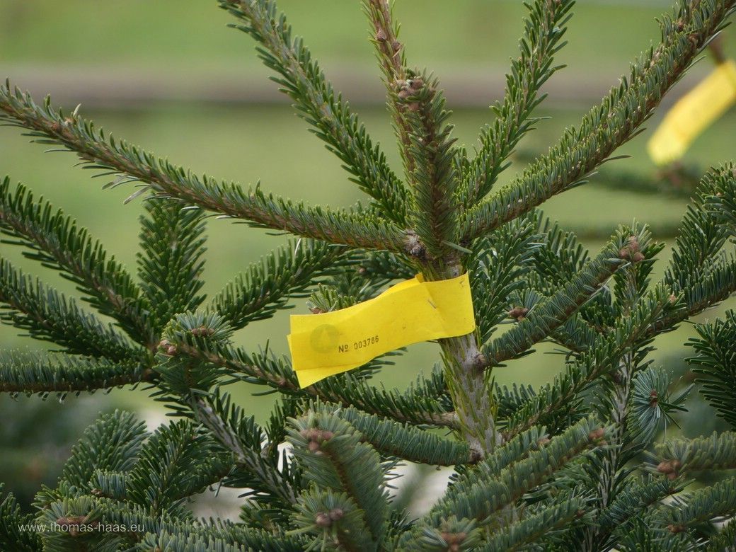 Nordmanntanne im Verkauf - Symbolbild für Weihnachten! Nordmanntanne im Verkauf - Symbolbild für Weihnachten!