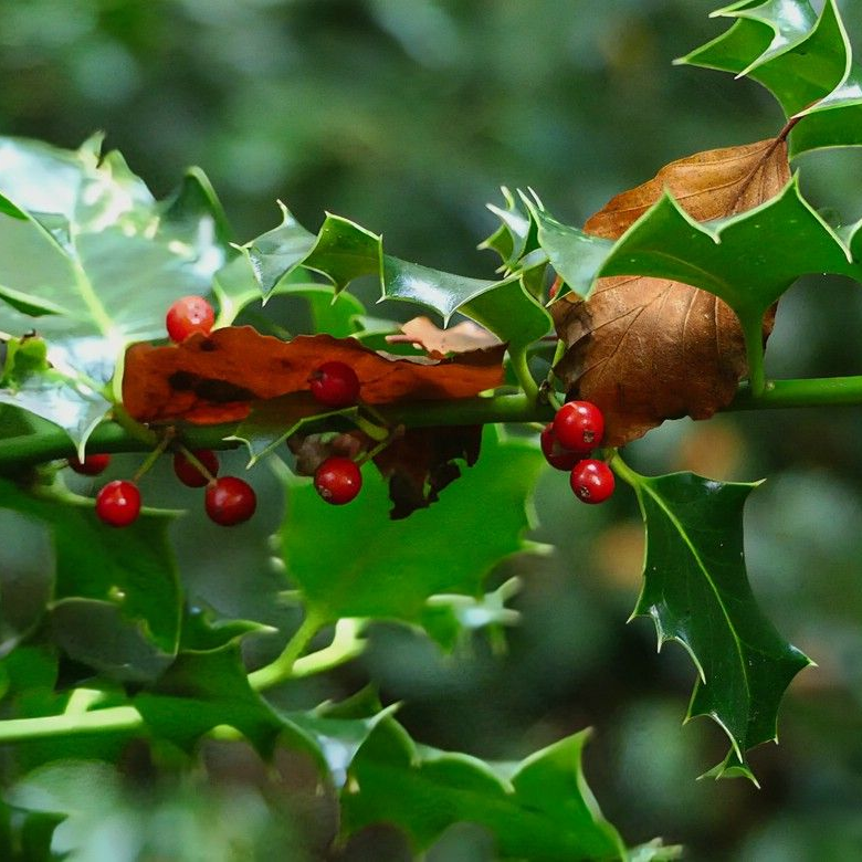 Im „Zauberwald“ mit mannshoher Ilex, Herbst 2025 Im „Zauberwald“ mit mannshoher Ilex, Herbst 2025
