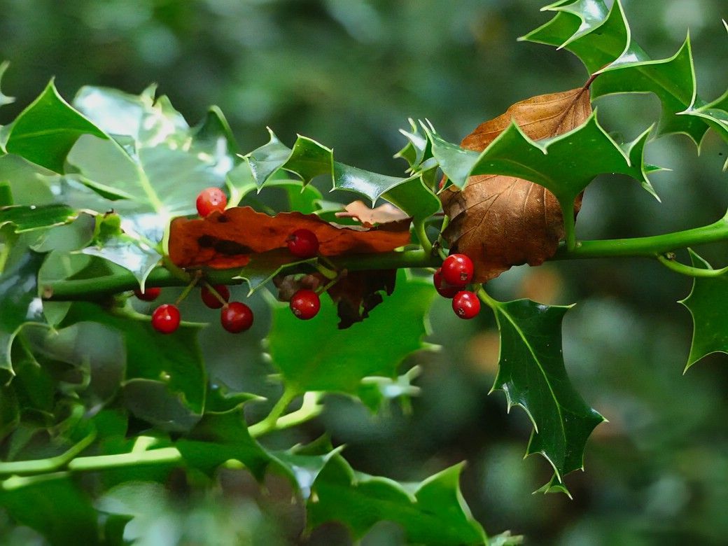 Ilex, mannshoch! Ilex...