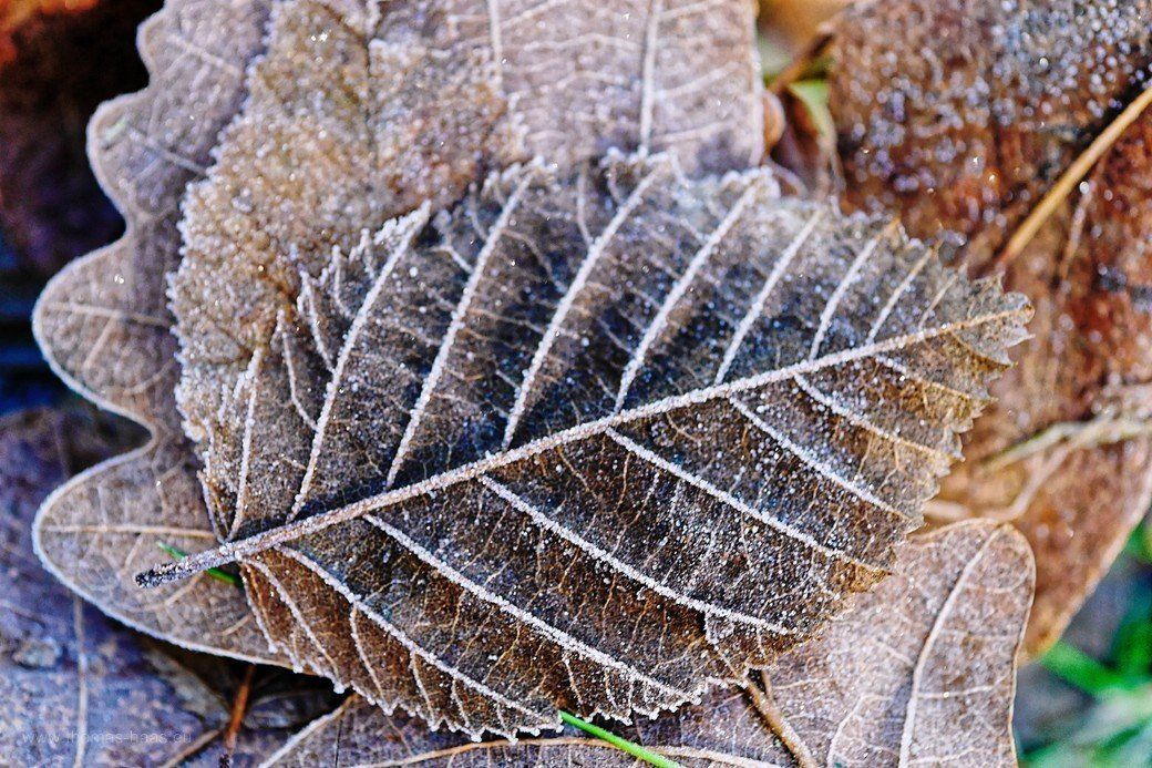 Bild des Monats, Januar 2021, Winter... Bild des Monats, Januar 2021, Winter...