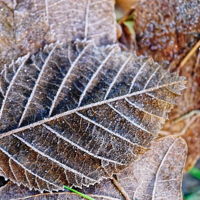 Winter... - Frost auf den Blättern. Winter... - Frost auf den Blättern.