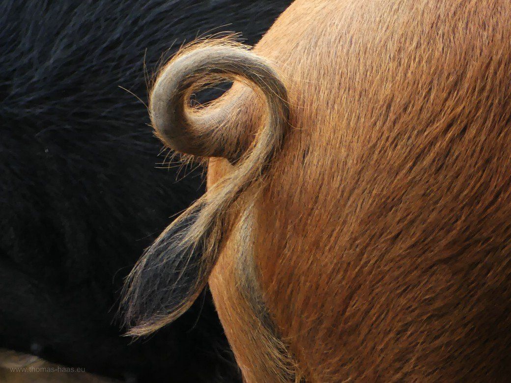 Ringelschwänzchen bei Schweinen, Viel Glück für 2023! Viel Schwein für 2023! Ringelschwänzchen...