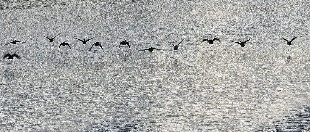 12 Gänse starten an der Vöhringer „Grünen Lunge