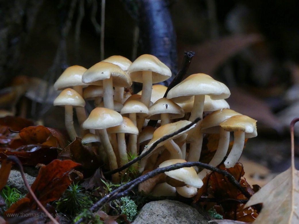 Herbst im Schwarzwald, auf dem Weg zum Burgbachwasserfall: Pilze in vielen Variationen, 2023