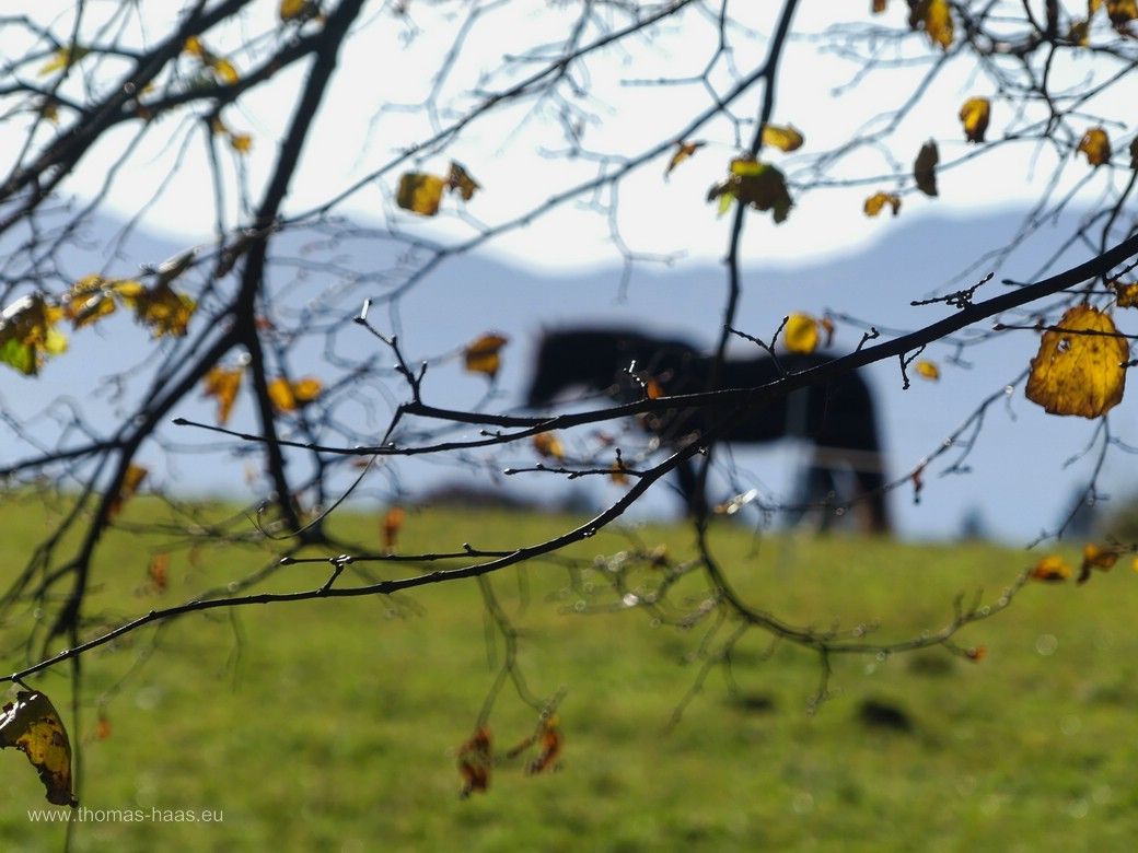 Herbsttag im Allgäu, Berge, Wiese, Baum, Weidetiere, Oktober 2024 Herbsttag im Allgäu, Berge, Wiese, Baum, Weidetiere, Oktober 2024