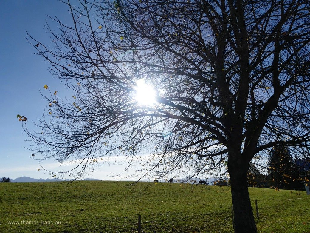 Herbsttag im Allgäu, Berge, Wiese, Baum, Weidetiere, Oktober 2024 Herbsttag im Allgäu, Berge, Wiese, Baum, Weidetiere, Oktober 2024
