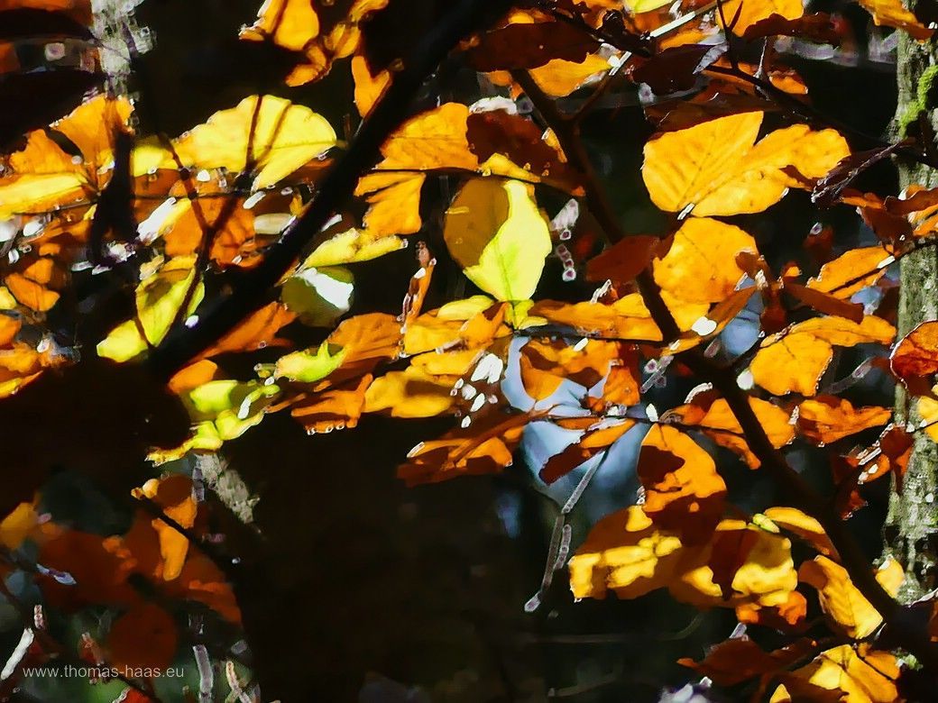 Herbstlaub... Herbst auf Augenhöhe...