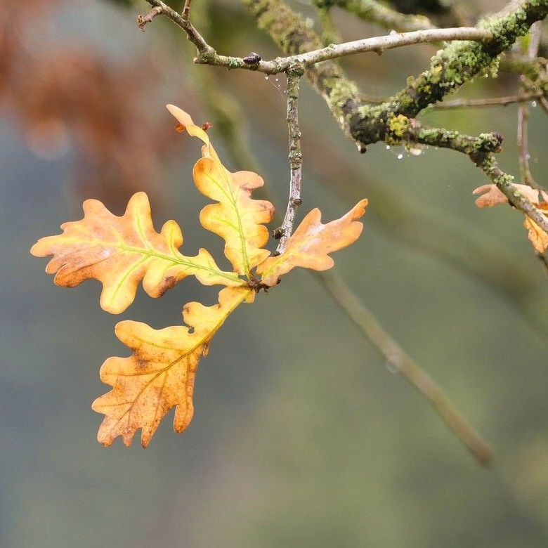 Spätherbst, letzte Blätter am Ast.. Spätherbst...
