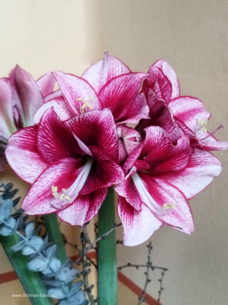 Die Amaryllis von Hamp... Die Amaryllis von Hamp...