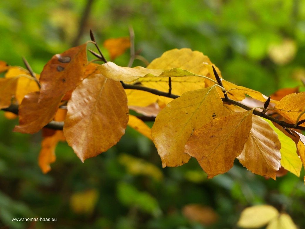 Blätter, Ende Oktober 2025 Ende Oktober...