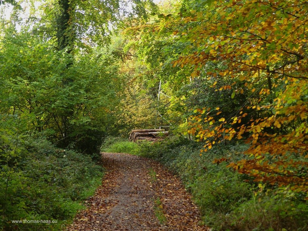 Waldweg... Waldweg...
