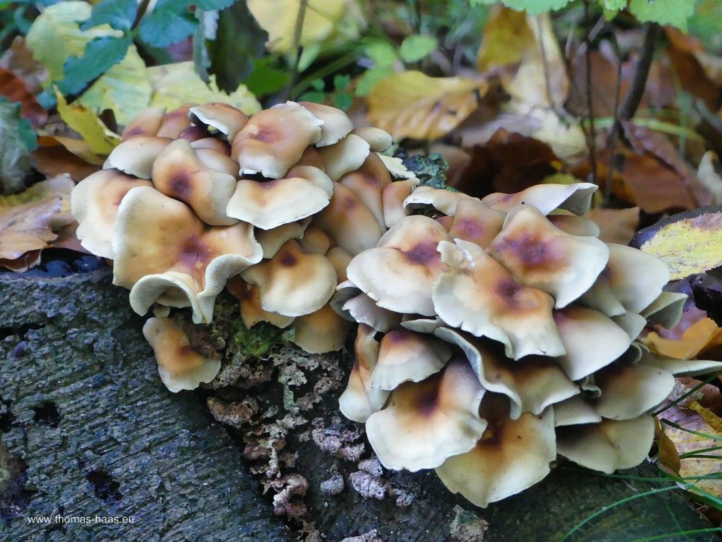 Avas Zauberwald, Ende Oktober 2025 Avas Zauberwald, Ende Oktober 2025
Blätter, Pilze, Rinden...