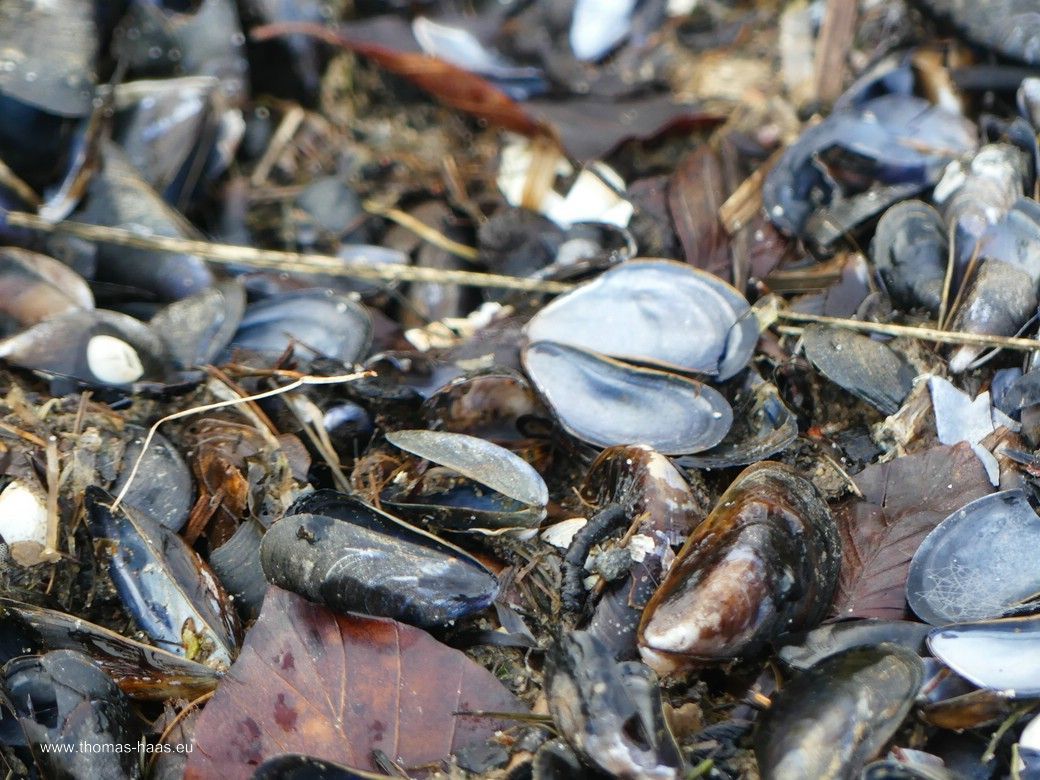 Muscheln am Schlei-Ufer... Muscheln am Schlei-Ufer...