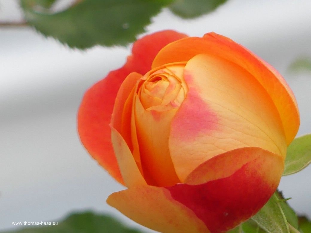 Das Bild der Rose ohne Text... Das Bild der Rose ohne Text...