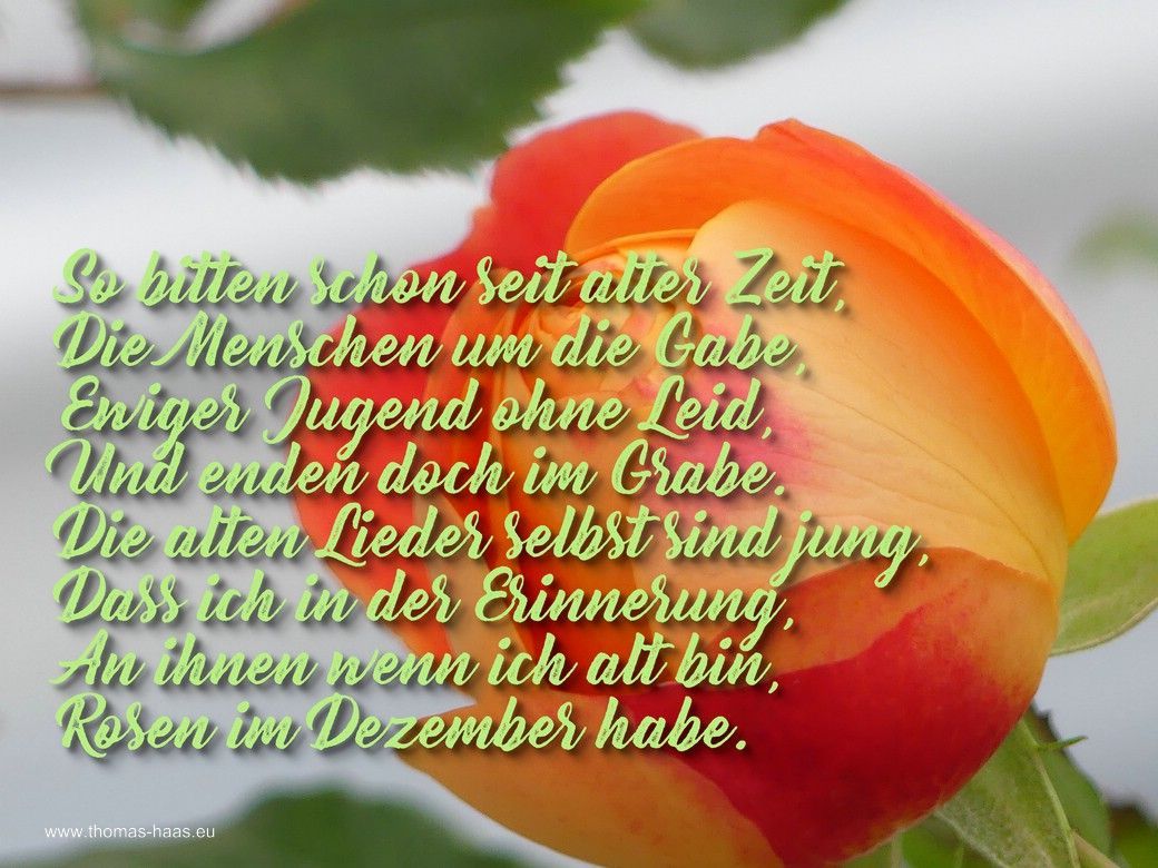 Dezemberrose mit einer Strophe von Hannes Wader Dezemberrose mit einer Strophe von Hannes Wader