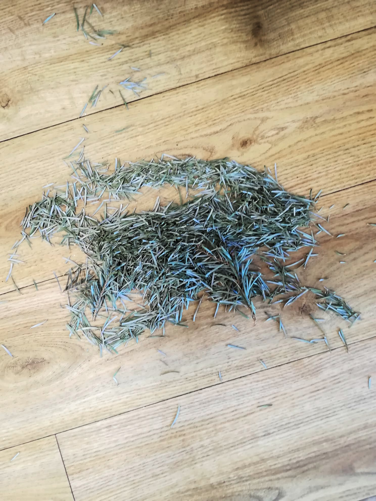 Entweihnachtung, Tannennadeln auf dem Boden... Entweihnachtung, Tannennadeln auf dem Boden...