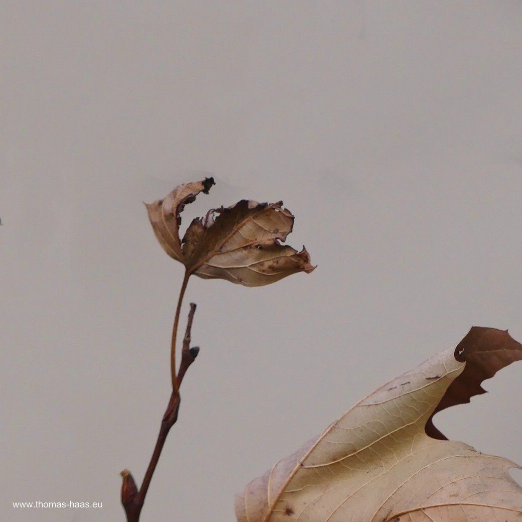Graubraune Blätter vor farblich passendem Hintergrund als Beispeile für Minimalismus in der Fotografie, Dezember 2023 Eigentlich nur trockenen Blätter - mit viel Raum drumherum - Minimalismus in der Fotografie, Dezember 2023