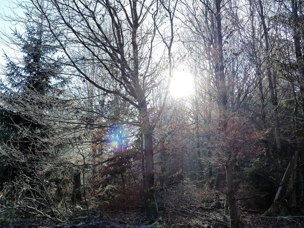 Gegenlicht bei leichtem Frost...