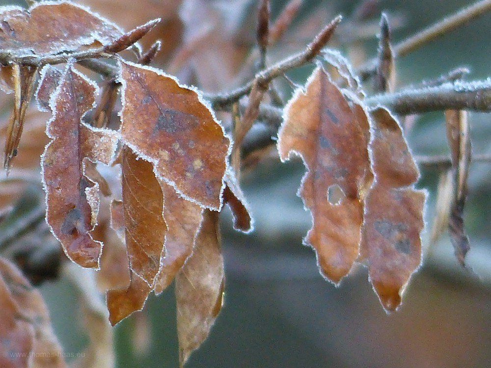 Buchenblätter nach Nachtfrost...