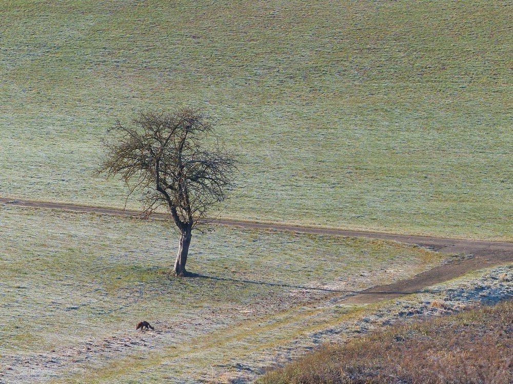 Frost auf der Wiese, und ein Fuchs schnürt durch...