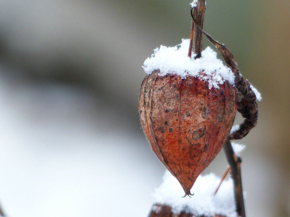 Lampionblümchen mit einer Schneehaube, Januar 2020