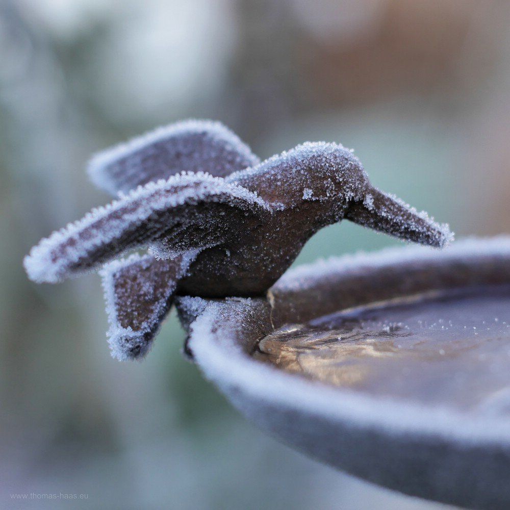 Vogelskultur an Tränke mit Frost, 2019 Wortspiel: Eisvogel - 2019