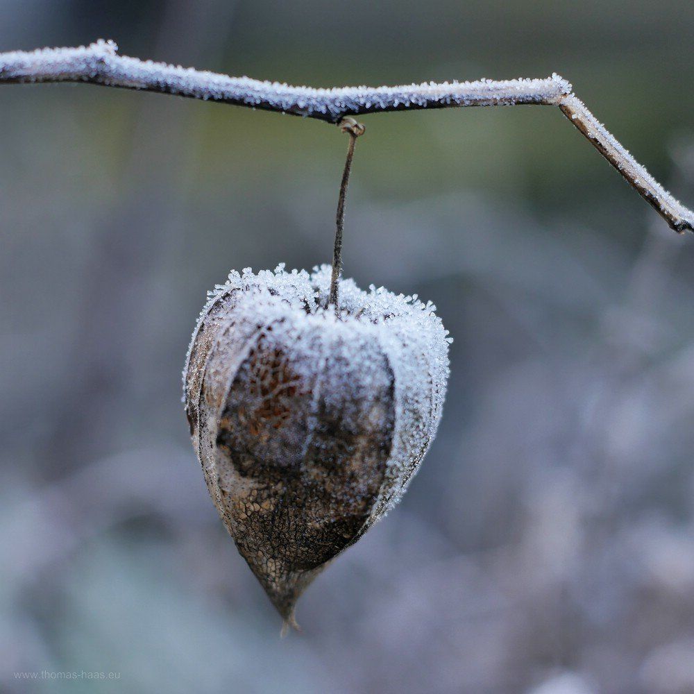 Lampionstrauch, Frost, Janaur 2020