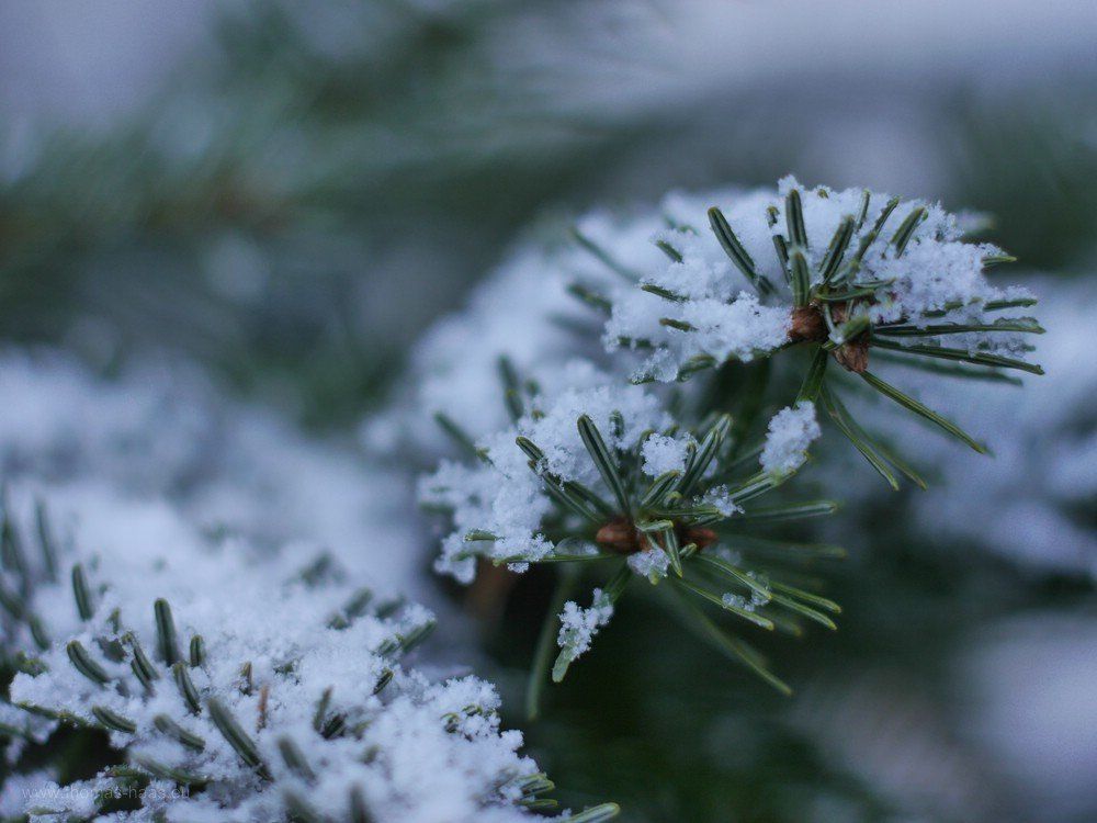 Weihnachtsbaumspitzen im Schnee, Januar 2020