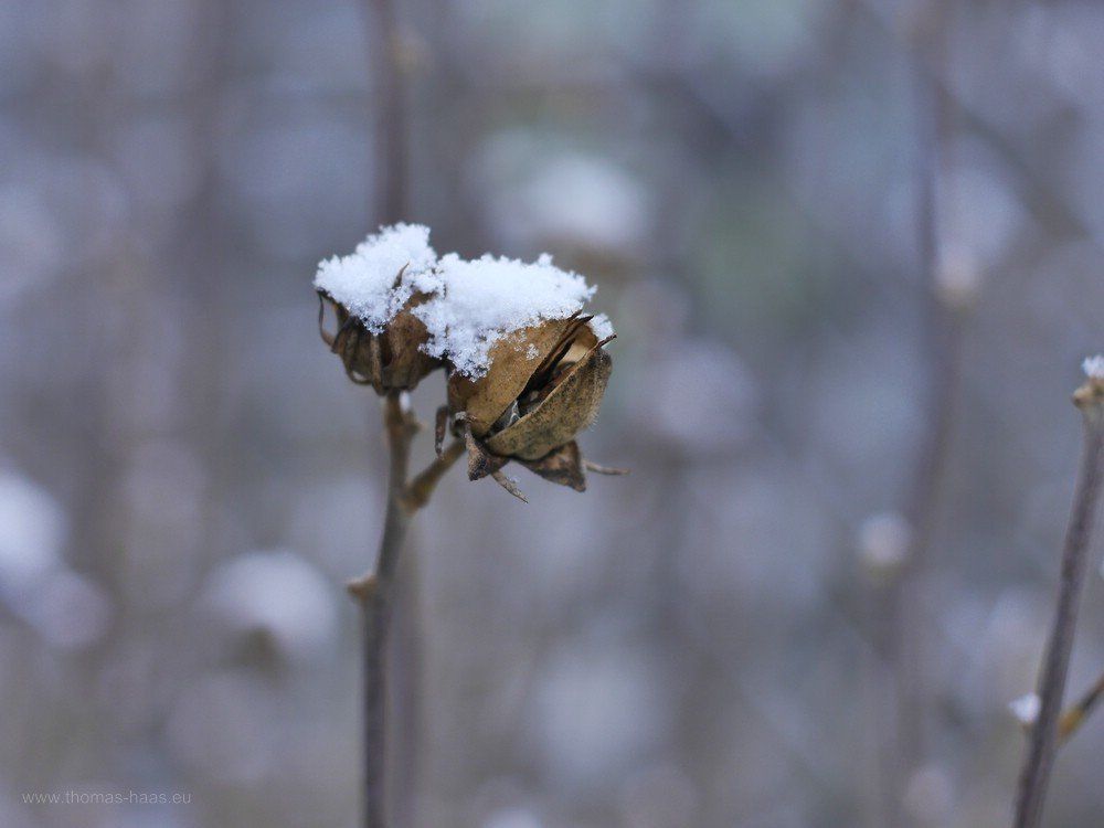Hibiskus im Frost, Januar 2020
