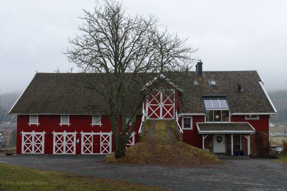 Ochsenblut, die Farbe des Nordens...