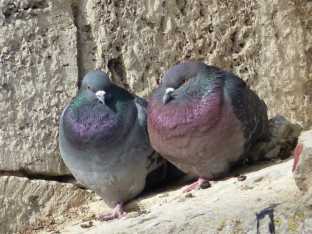 Tauben in der FEstung, Unterer Kuhberg, 2020