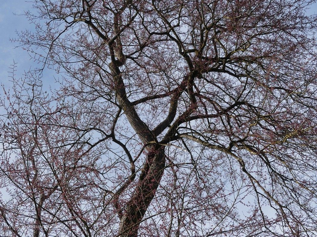 Frühlingserwachen im Auwald, 2024 Vorsichtig zeigt sich der Frühling im Auwald... März 2023