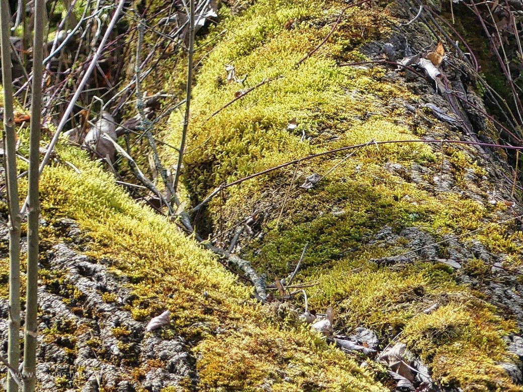 Bemoostes Totholz im Auwald entlang der Iller, NSG, März 2024 Auwald, Naturschutzgebiet entlang der Iller, März 2023