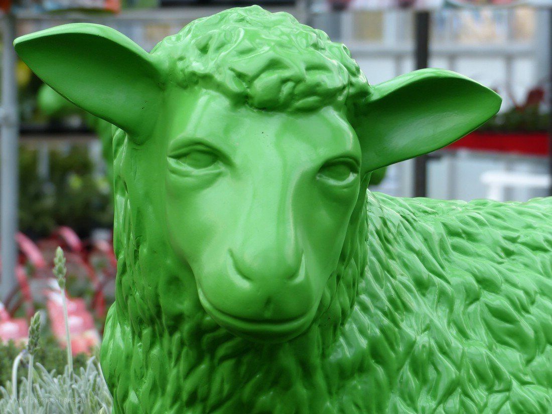 Grünes Schaf bei Dehner, 2020