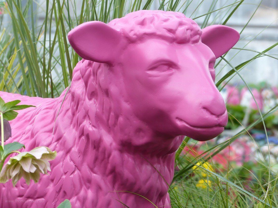 Schaf in der Verkaufsausstellung, rosa, 2020
