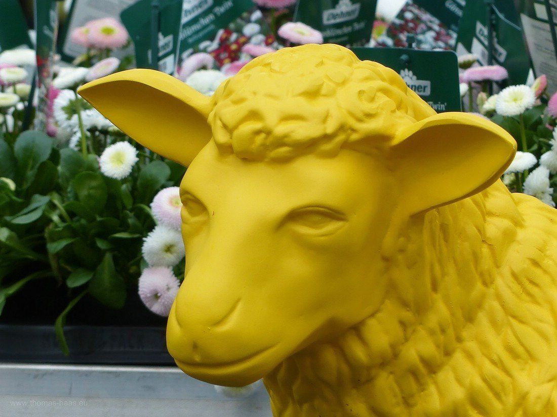Gelbes Schaf im Verkaufsraum, 2020