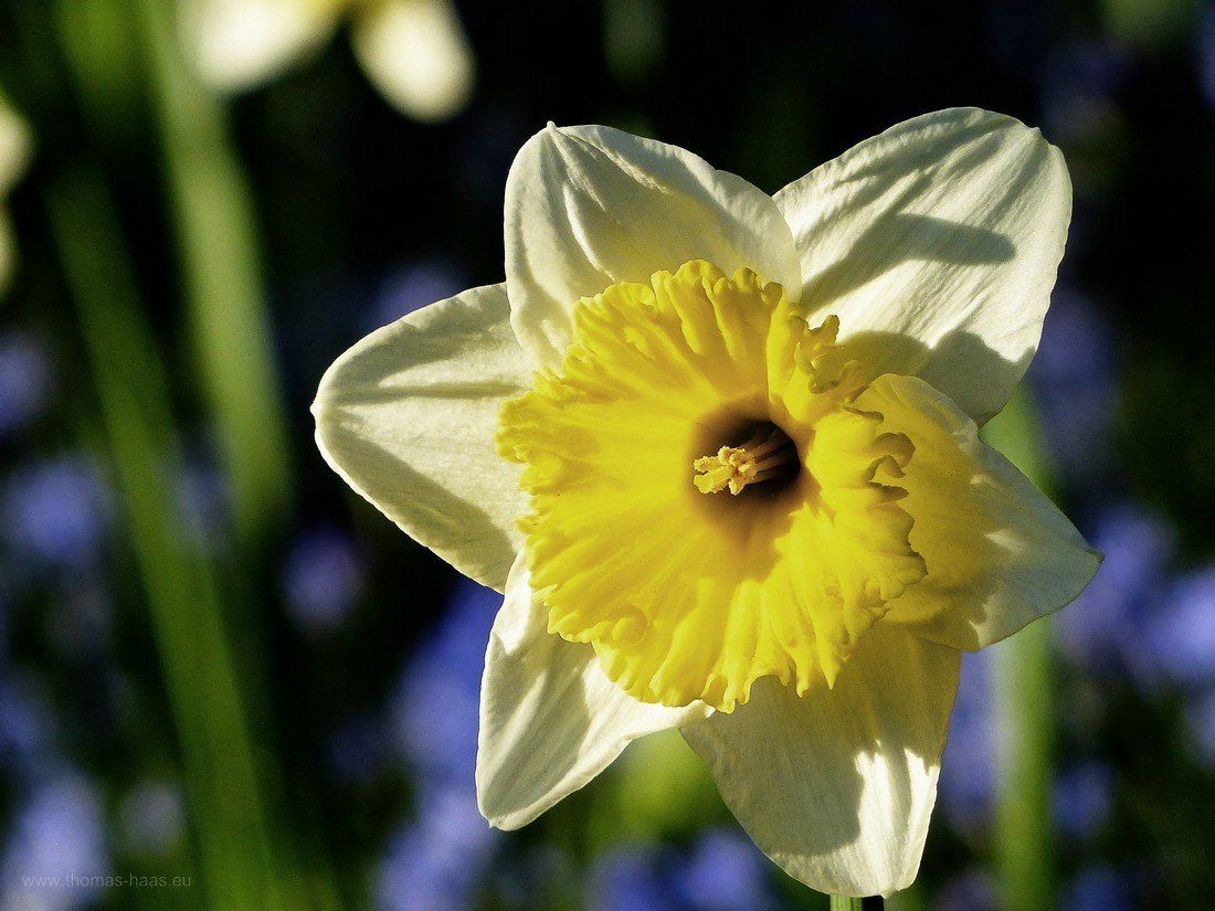 Narzissenblüte, es ist Frühling! Narzissenblüte in Ulm, 2020